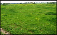 perfect Texas dove hunting areas