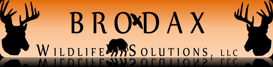 Brodax