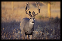 buck