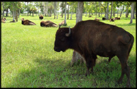 Finca Vigia Ranch