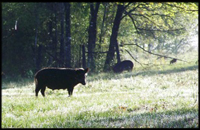 Wild hog hunting, East Texas