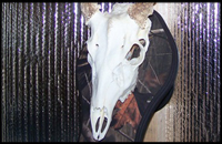 European mount skulls from BRODAX, East Texas