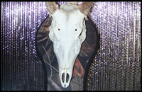 European mount alternative to taxidermy