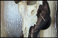 BRODAX European mounted skulls